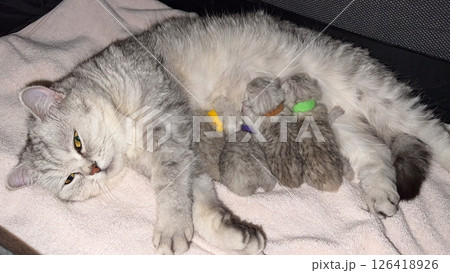 Serene Feline Family Mother Cat Nursing Newborn Kittens in a Cozy and Tender Scene Serene Feline Family Mother Cat Nursing Newborn Kittens in a Cozy and Tender Scene 126418926