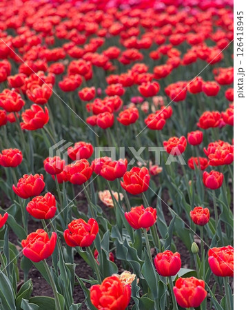 Vibrant Red Tulip Garden A Stunning Floral Display in Full Bloom, Springtime Beauty Vibrant Red Tulip Garden A Stunning Floral Display in Full Bloom, Springtime Beauty 126418945