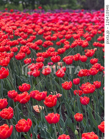 Vibrant Red Tulips in a Field A Stunning Floral Display for Spring and Summer Designs Vibrant Red Tulips in a Field A Stunning Floral Display for Spring and Summer Designs 126418946