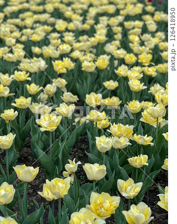 Field of Sunny Yellow Tulips in Full Bloom, A Springtime Delight, Serene Floral Landscape Field of Sunny Yellow Tulips in Full Bloom, A Springtime Delight, Serene Floral Landscape 126418950