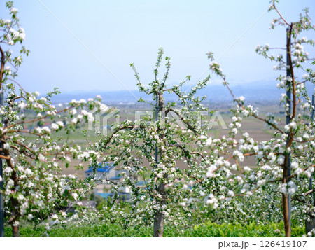 高地栽培のりんご畑に咲くりんごの花 126419107