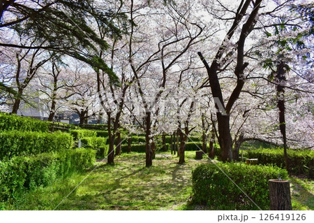 鳥取 中国地方 境台場公園 桜 鳥取 中国地方 境台場公園 桜 126419126