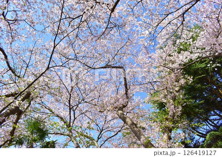 鳥取 中国地方 境台場公園 桜 鳥取 中国地方 境台場公園 桜 126419127