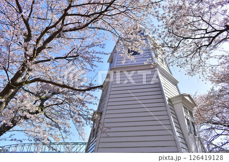 鳥取　中国地方　境台場公園　桜 126419128