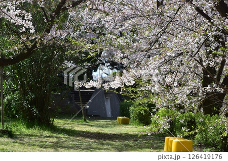 鳥取　中国地方　境台場公園　桜 126419176