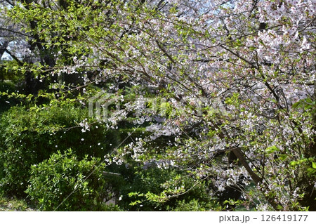 鳥取 中国地方 境台場公園 桜 鳥取 中国地方 境台場公園 桜 126419177