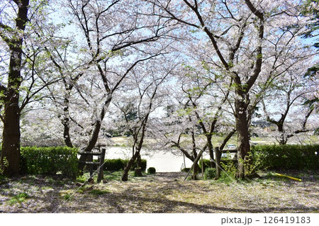 鳥取 中国地方 境台場公園 桜 鳥取 中国地方 境台場公園 桜 126419183