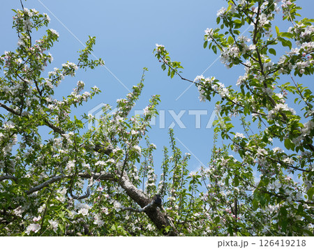 青空に映える白いリンゴの花 126419218