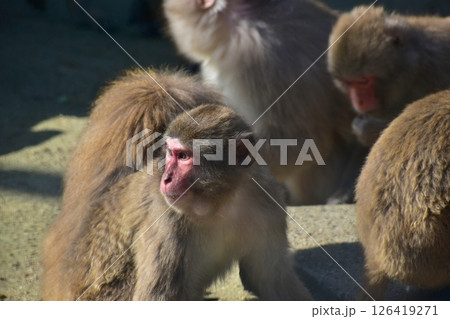 鳥取　中国地方　湊山公園　サル　猿 126419271