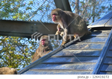 鳥取　中国地方　湊山公園　サル　猿 126419272