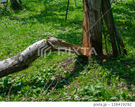 雪害で幹が折れたリンゴの木 雪害で幹が折れたリンゴの木 126419292