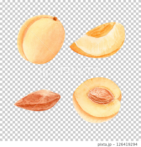 Whole apricot and juicy slices stone pit watercolor set on white background. Perfect for packaging, culinary blogs, recipe cards and summer prints. Juicy texture and natural color. Vintage collection Whole apricot and juicy slices stone pit watercolor set on white background. Perfect for packaging, culinary blogs, recipe cards and summer prints. Juicy texture and natural color. Vintage collection 126419294