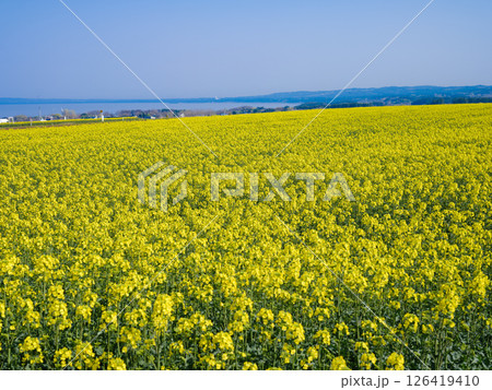 横浜町の名の花畑と遠くの陸奥湾 126419410