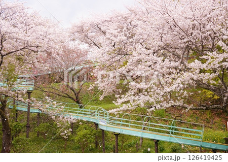 桜吹雪の中のローラー滑り台と春の遊び場 桜吹雪の中のローラー滑り台と春の遊び場 126419425