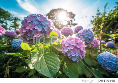 初夏の陽射しに咲く美しい紫陽花の花 126419440