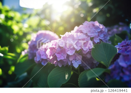初夏の陽射しに咲く美しい紫陽花の花 126419441