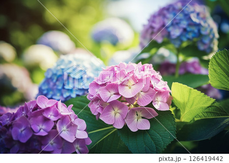 初夏の陽射しに咲く美しい紫陽花の花 126419442