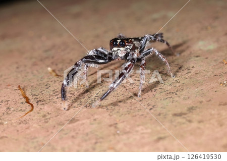 生き物 蜘蛛 ムツボシハエトリ、オスです。八重山で見られる大型のハエトリグモ、五月の石垣島で 生き物 蜘蛛 ムツボシハエトリ、オスです。八重山で見られる大型のハエトリグモ、五月の石垣島で 126419530