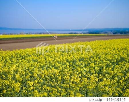 菜の花畑のある風景 126419545