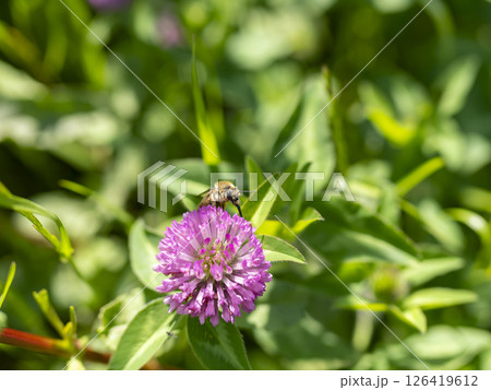 ムラサキツメクサの花とミツバチ 126419612
