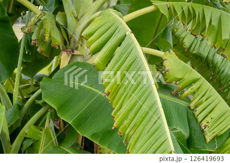 Vibrant green leaves of banana plants lush garden tropical environment close-up nature's beauty Vibrant green leaves of banana plants lush garden tropical environment close-up nature's beauty 126419693