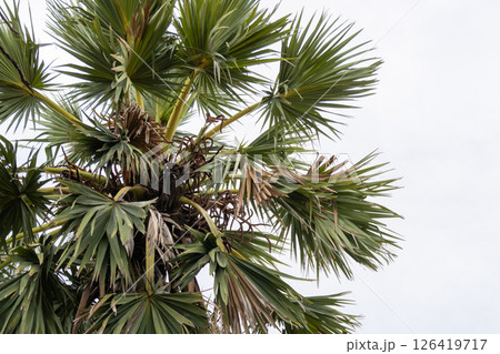 Vibrant palm tree growth tropical climate nature outdoor low angle botanical splendor Vibrant palm tree growth tropical climate nature outdoor low angle botanical splendor 126419717
