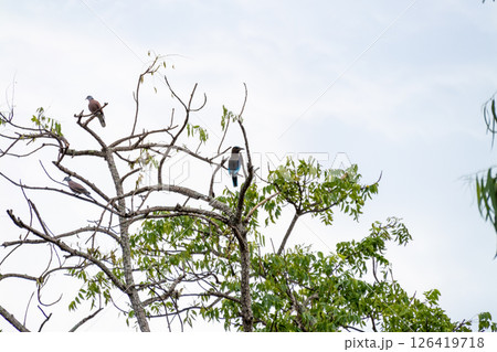 Colorful birds perched tree branches in nature's serenity beautiful wildlife scene Colorful birds perched tree branches in nature's serenity beautiful wildlife scene 126419718