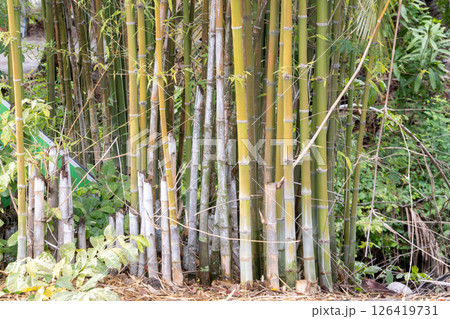 Bamboo grove in nature close-up view lush green environment tranquil scene Bamboo grove in nature close-up view lush green environment tranquil scene 126419731
