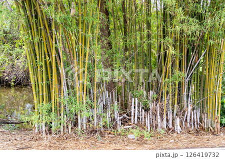 Bamboo growth in tranquil natural habitat close-up shot vibrant green environment Bamboo growth in tranquil natural habitat close-up shot vibrant green environment 126419732