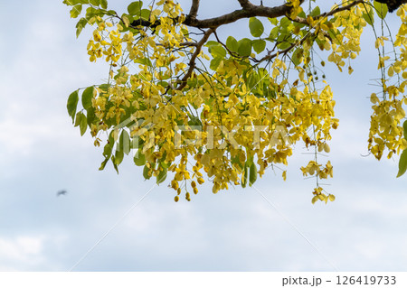 Golden blossoms in the sky nature's artistry outdoor calmness close-up beauty 126419733