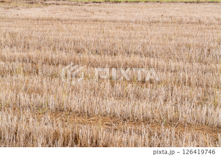 Harvest season action in agricultural fields rural landscape nature sunny day wide view Harvest season action in agricultural fields rural landscape nature sunny day wide view 126419746