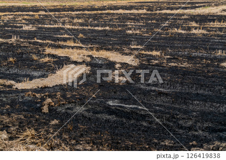Wildfire aftermath charred landscape in rural area nature evocative environment Wildfire aftermath charred landscape in rural area nature evocative environment 126419838
