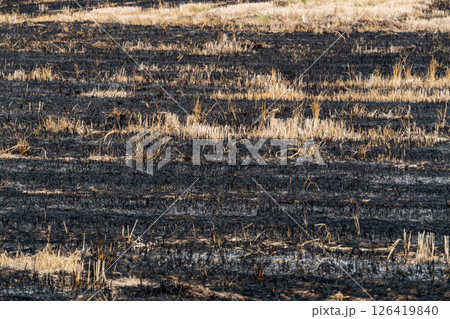 Wildfire aftermath burned landscape nature ground view environmental impact Wildfire aftermath burned landscape nature ground view environmental impact 126419840