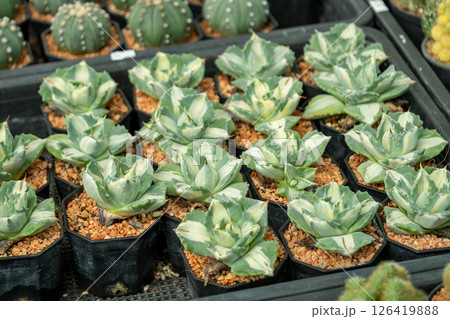 Cactus cultivation techniques greenhouse plant care indoor environment close-up growth strategies Cactus cultivation techniques greenhouse plant care indoor environment close-up growth strategies 126419888