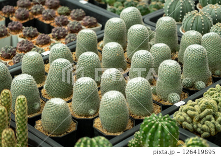 Indoor botanical garden cactus collection display highlighting nature's wonders 126419895
