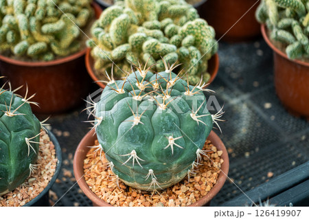 Vibrant cactus plants pots indoor greenhouse close-up tranquil setting nature concept 126419907