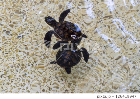 Turtle exploration marine habitat wildlife underwater scene aerial view conservation insights 126419947