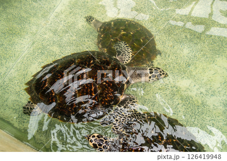 Nature exploration close-up of turtles in ocean conservation and marine habitats 126419948