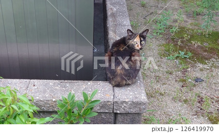 振り向く野良猫 126419970