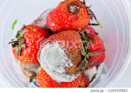 Moldy strawberries discovered in kitchen food spoilage indoor close-up health risks Moldy strawberries discovered in kitchen food spoilage indoor close-up health risks 126420062