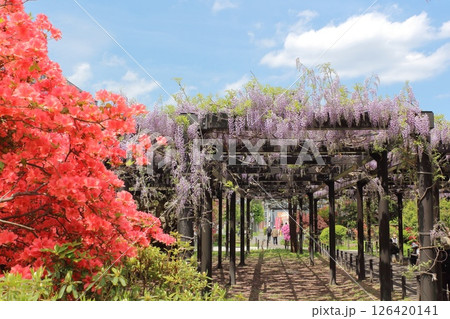 北海道最古の藤棚、天神藤 126420141