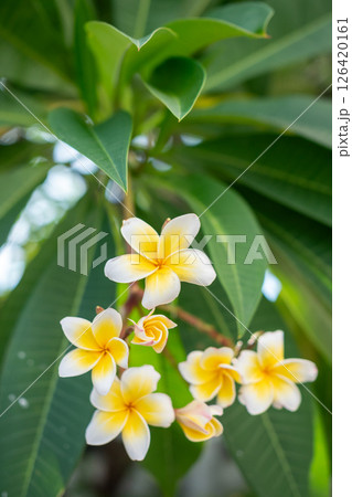 Vibrant yellow plumeria flowers tropical garden close-up natural setting bright perspective Vibrant yellow plumeria flowers tropical garden close-up natural setting bright perspective 126420161