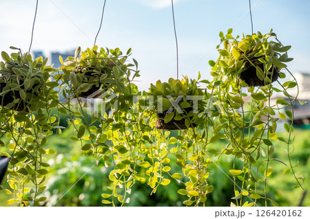 Interior concept bright urban rooftop greenery display for nature aesthetic 126420162