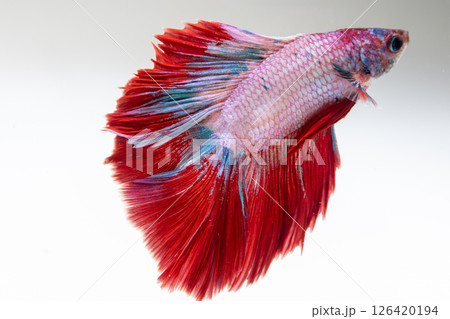 Betta fish swimming gracefully a clear tank aquatic indoor environment close-up view 126420194