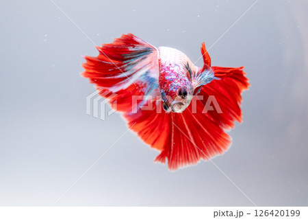 Vibrant betta fish swimming gracefully clear water aquatic habitat underwater 126420199