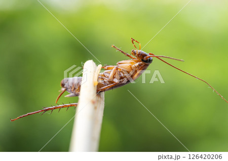 Cockroach nature close-up green background insect behavior macro view pest control strategy 126420206