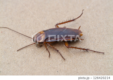 Cockroach infestation alert urban home insect close-up indoor environment macro perspective Cockroach infestation alert urban home insect close-up indoor environment macro perspective 126420214