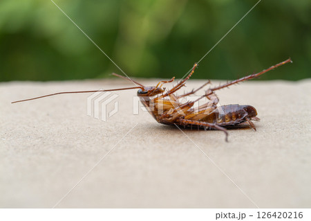 Insect encounter a fallen cockroach a surface nature close-up detailed perspective 126420216