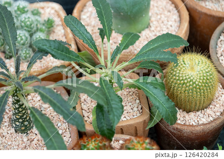 Lush cactus plants display indoor garden close-up serene atmosphere top-down view Lush cactus plants display indoor garden close-up serene atmosphere top-down view 126420284