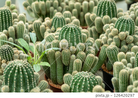 Cacti collection greenhouse nature indoor gardening vibrant environment Cacti collection greenhouse nature indoor gardening vibrant environment 126420297